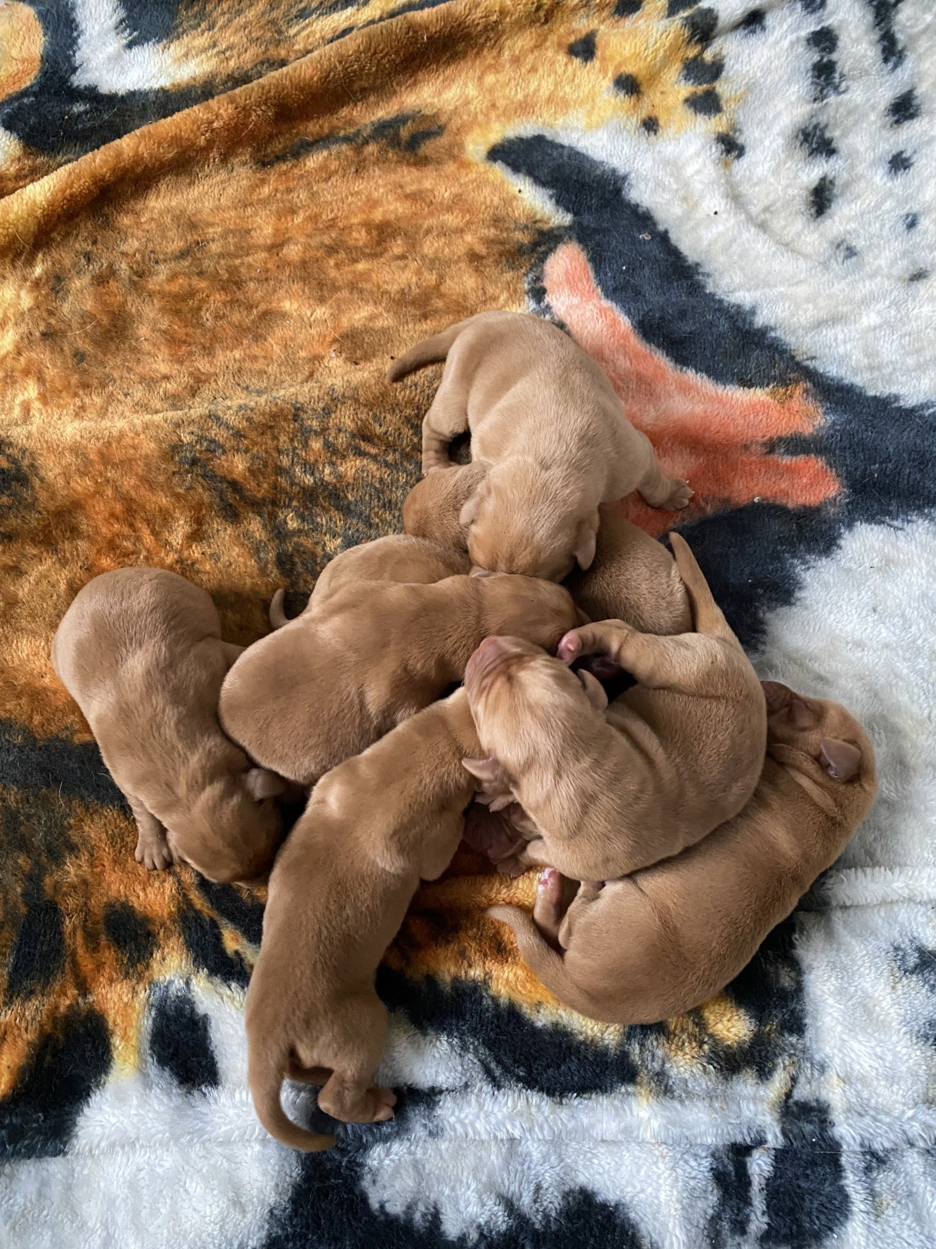 Lab Breeding River Retriever Kennels Paducah, KY