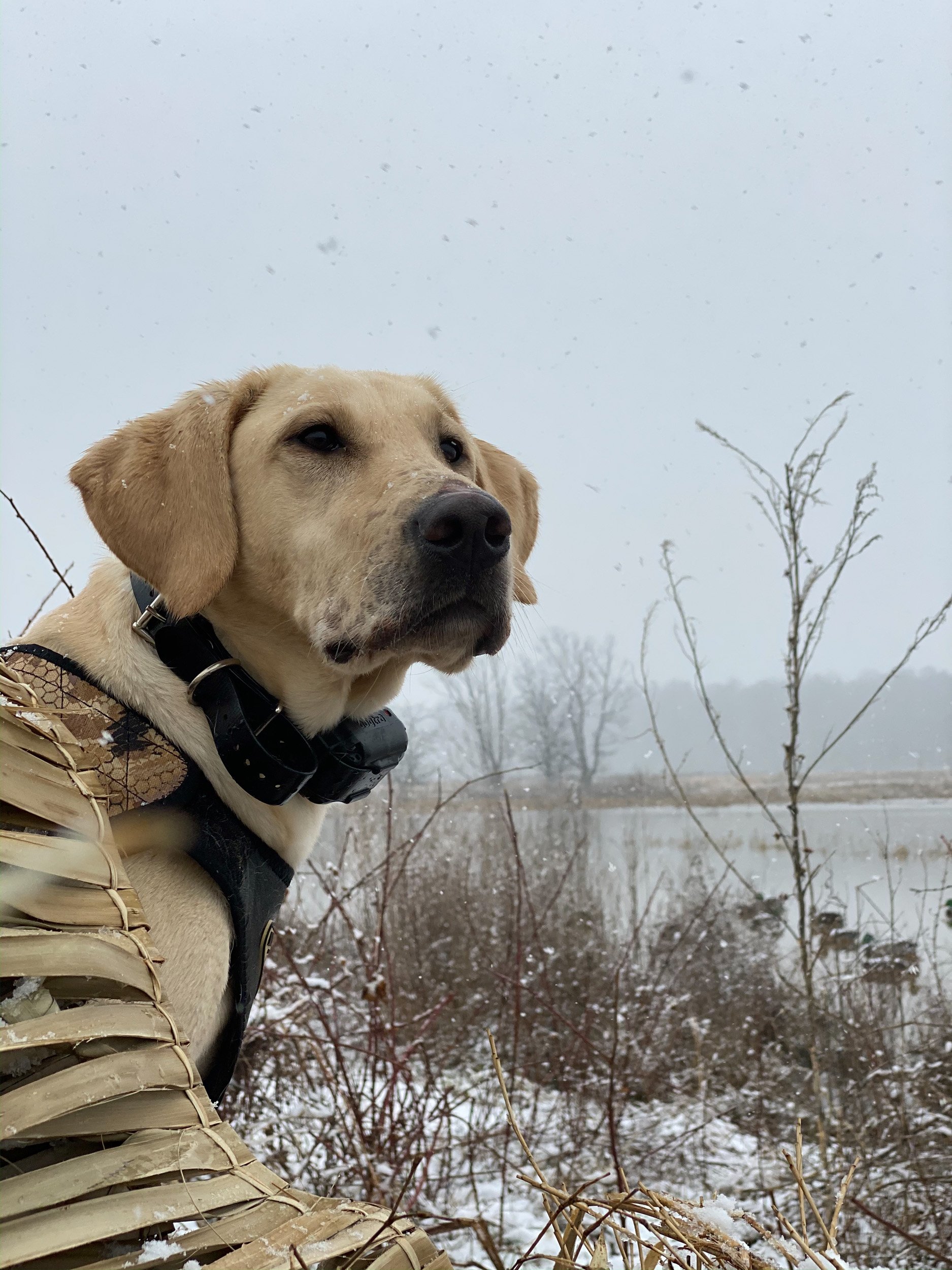 River Retriever Kennels Boarding, Daycare, Training Paducah, KY