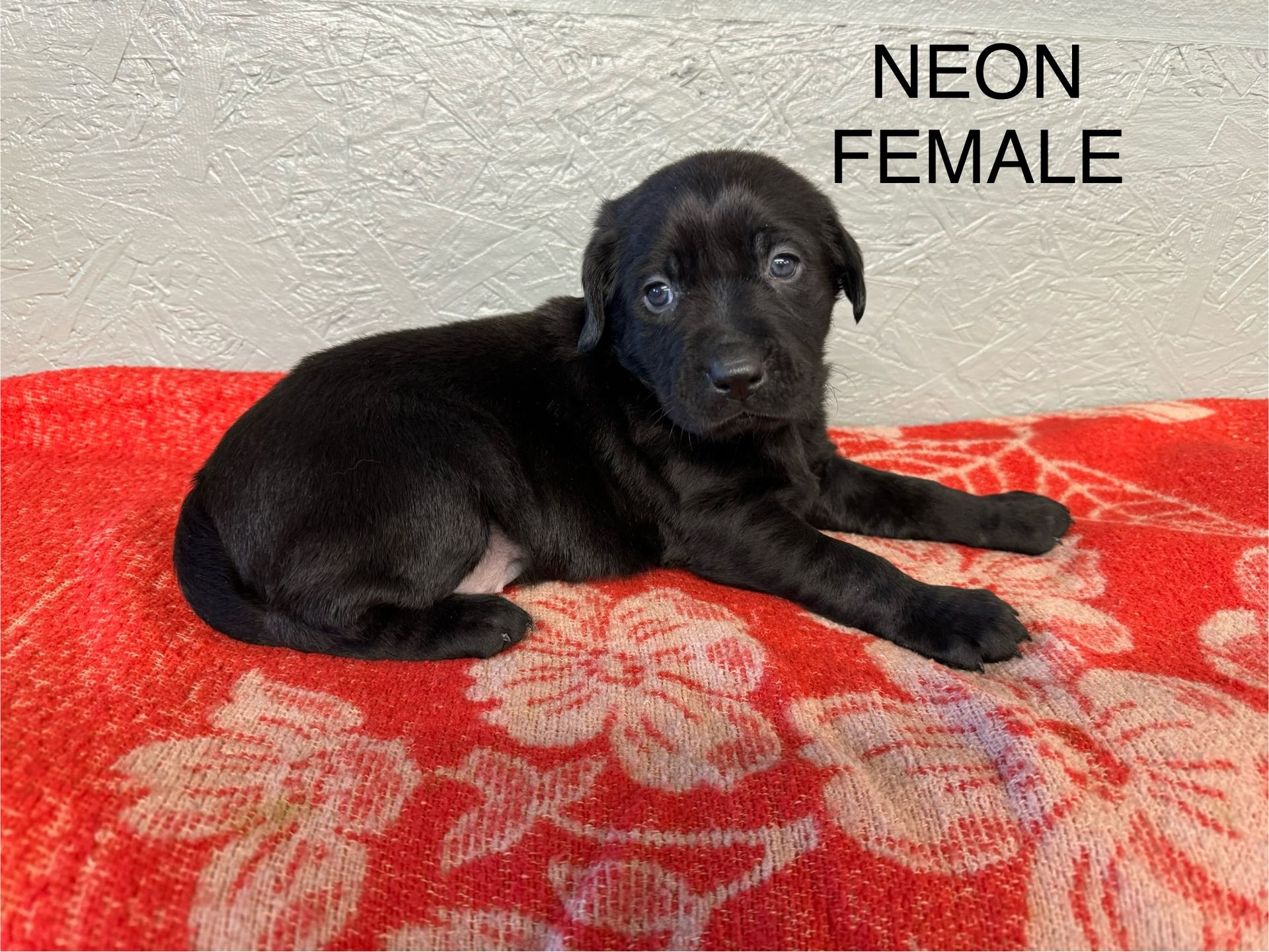 Lab Breeding River Retriever Kennels Paducah, KY