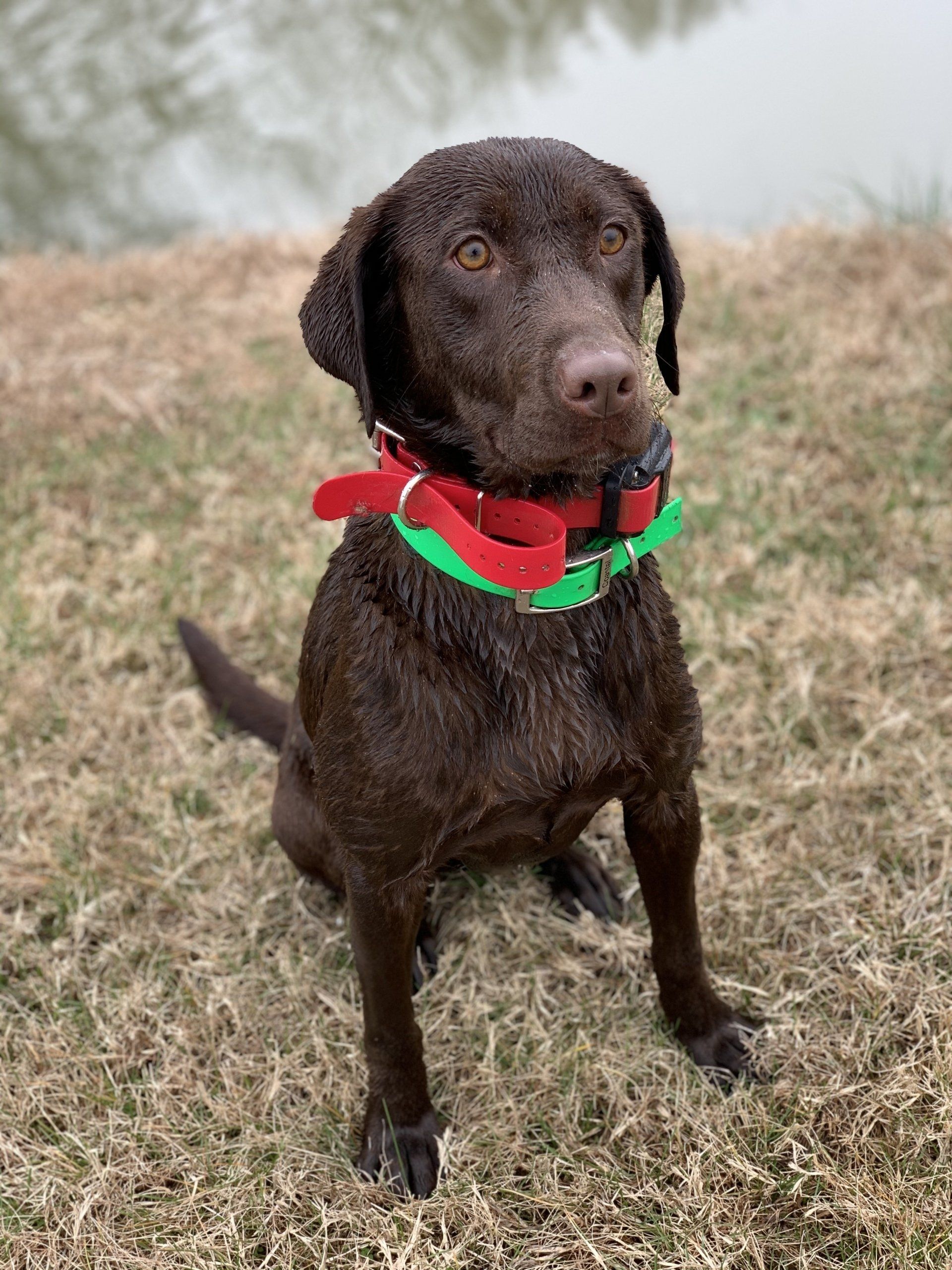 Fun Activities at River Retriever Kennels