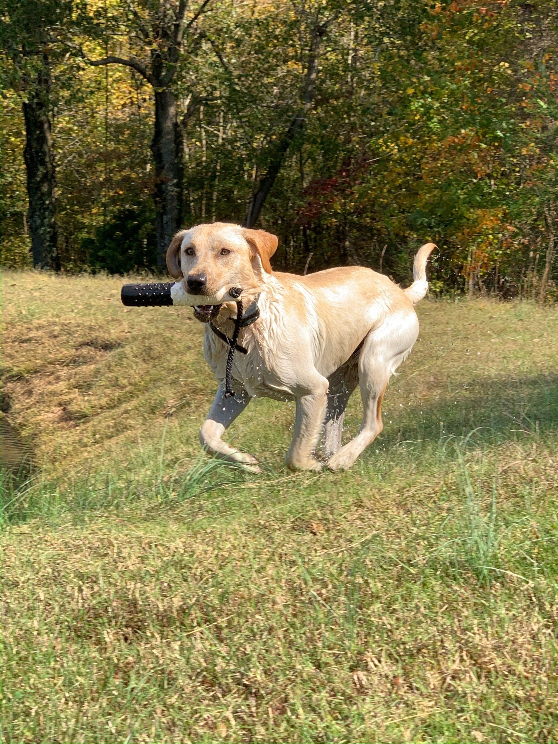Fun Activities at River Retriever Kennels