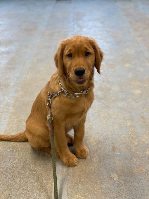 Dog on a leash