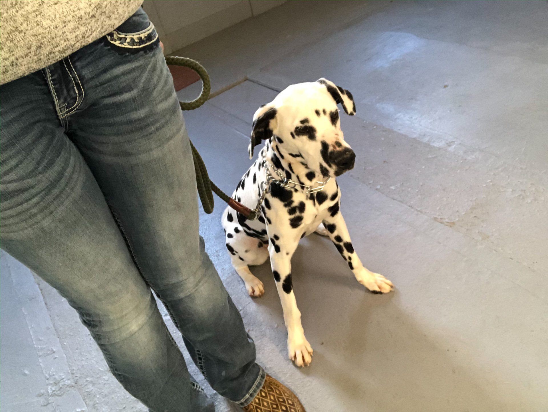 Fun Activities at River Retriever Kennels