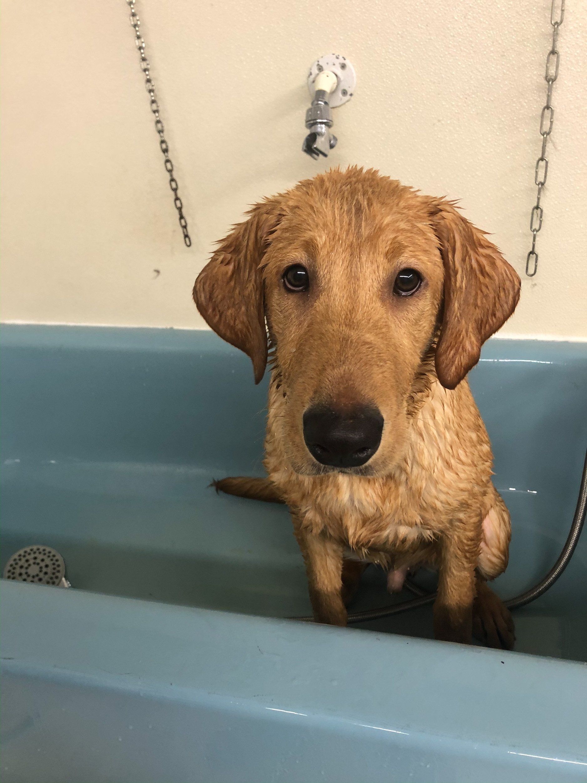 Fun Activities at River Retriever Kennels