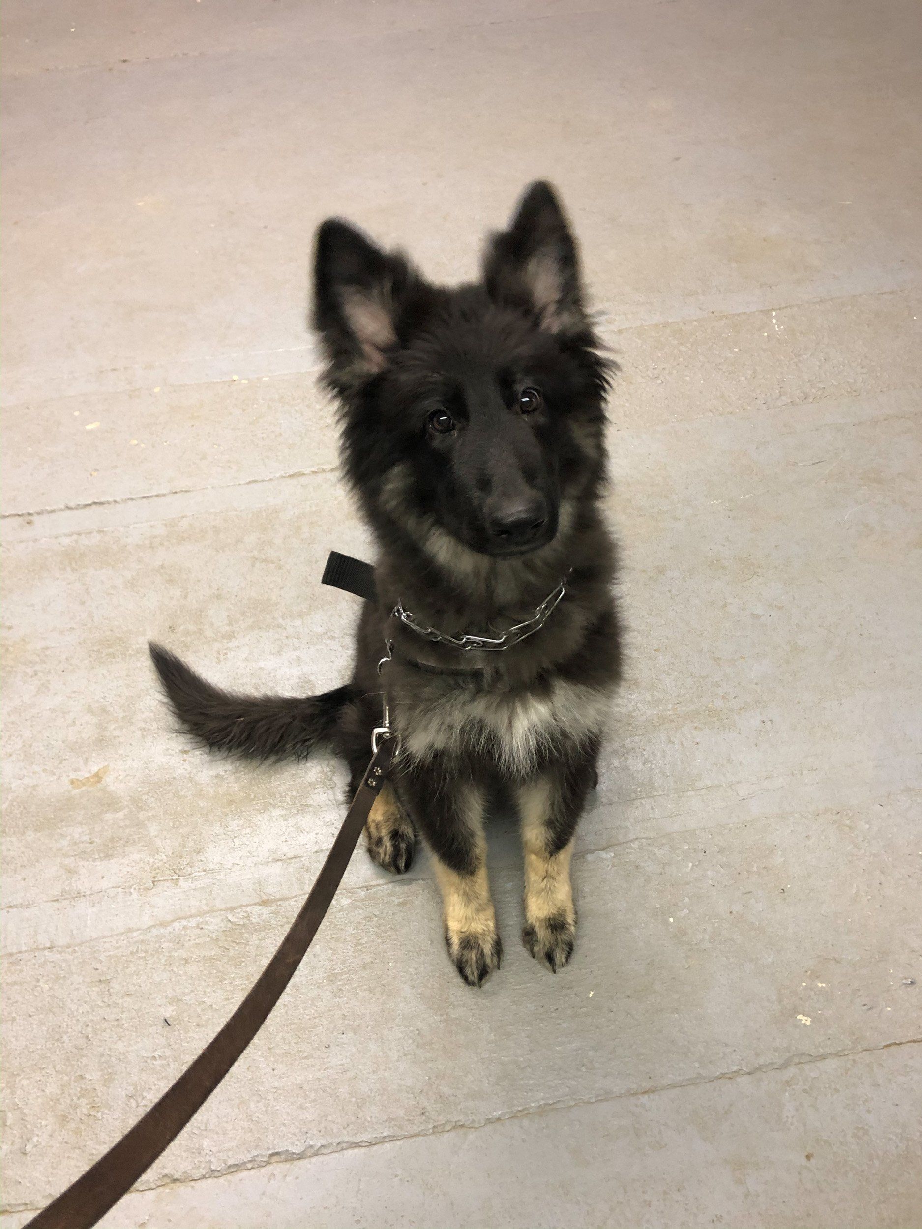 Fun Activities at River Retriever Kennels