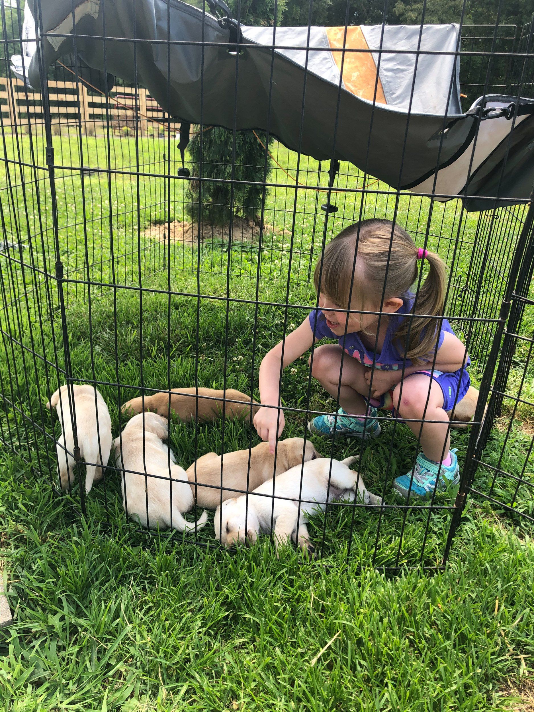 Fun Activities at River Retriever Kennels