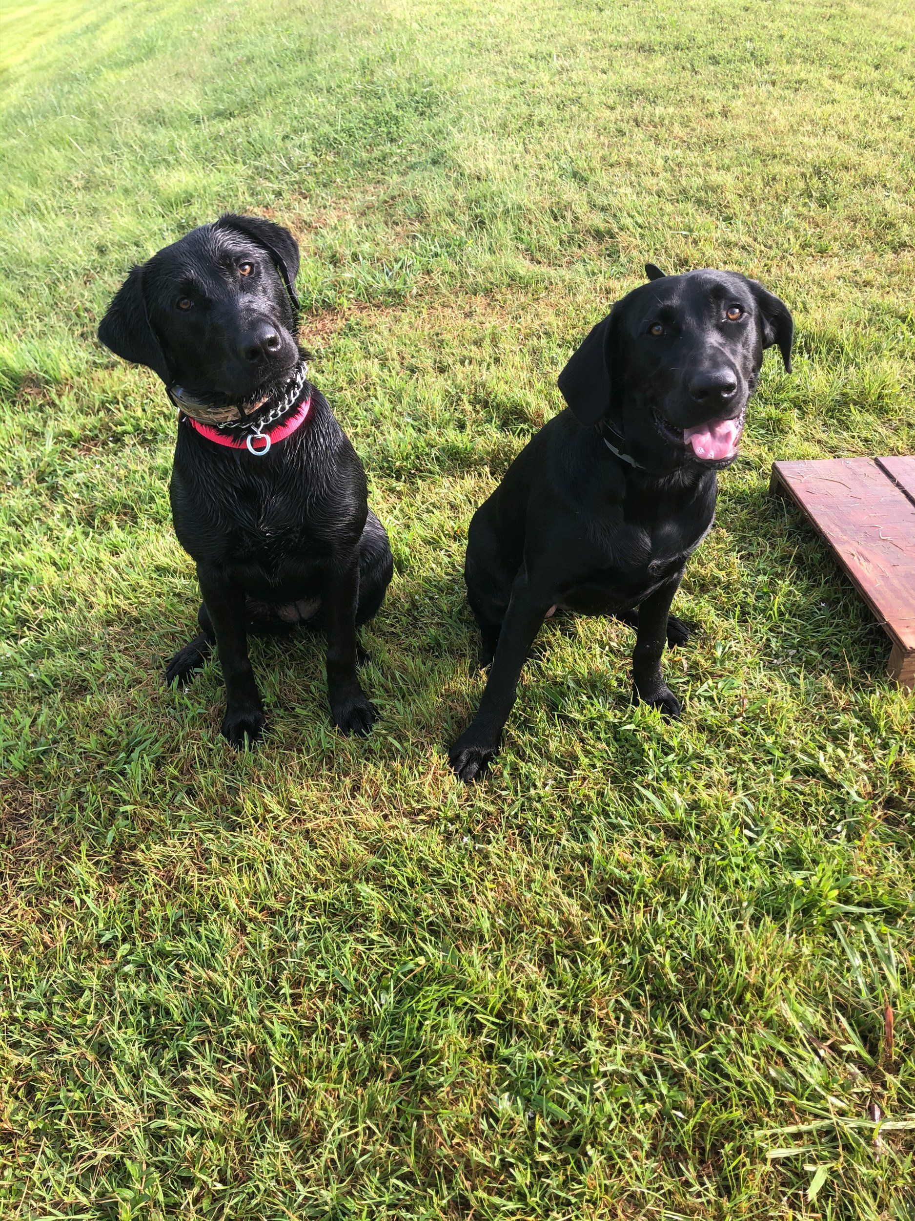 Fun Activities at River Retriever Kennels