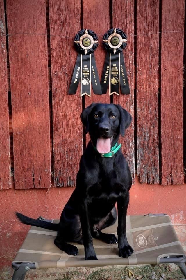 Fun Activities at River Retriever Kennels
