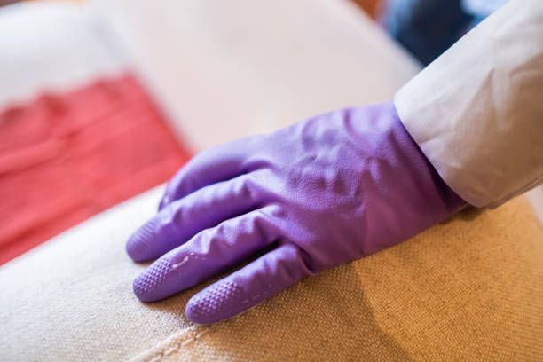 Hand with a purple protective glove cleans a sofa's upholstery - Ottumwa, IA - Heaven's Best Ottumwa, IA