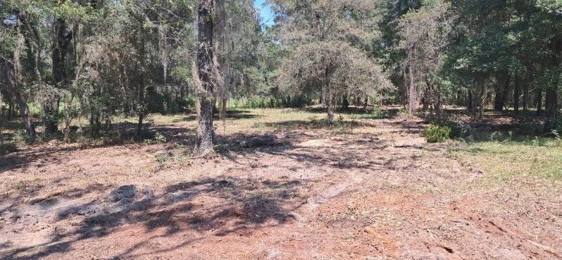 Forest with trees and a dirt path.