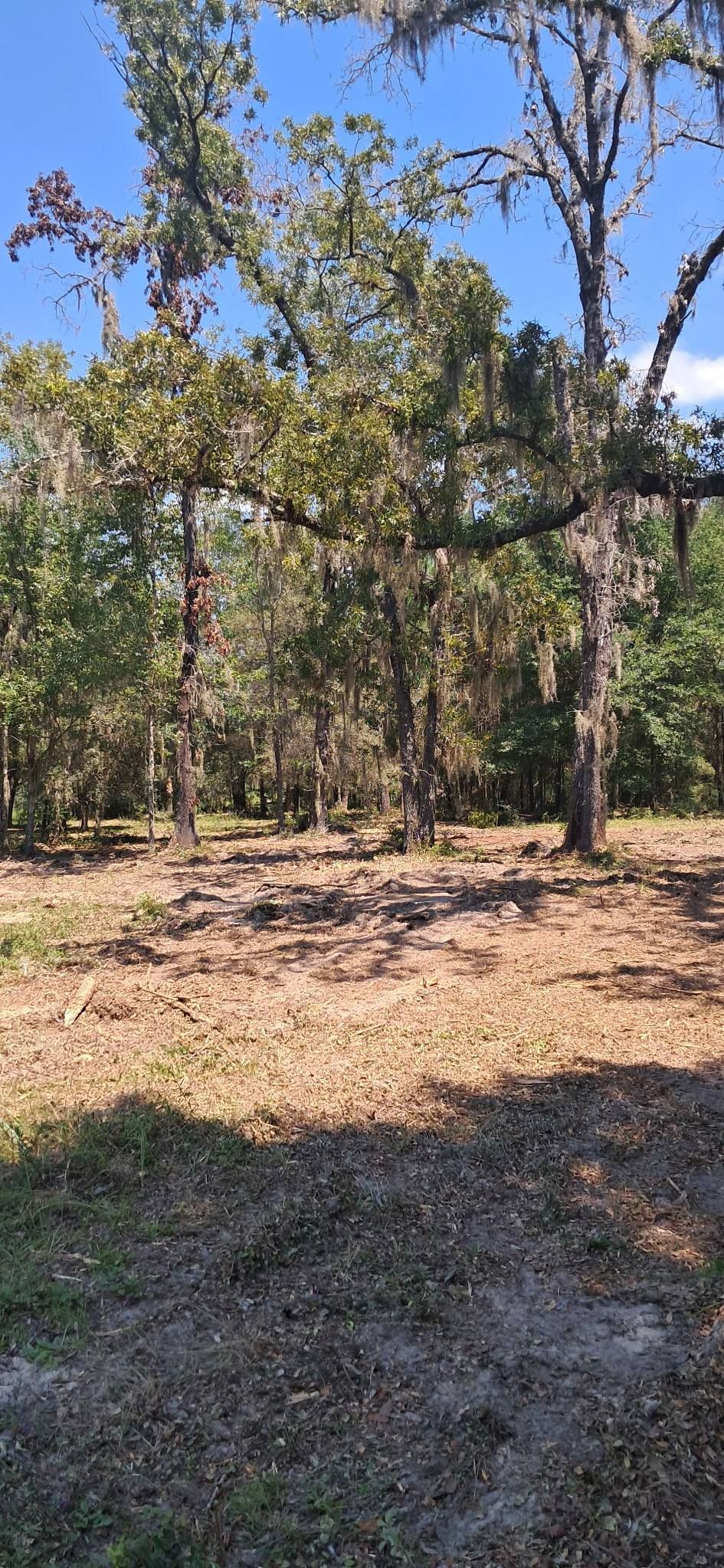 View of trees in a clearing with a blue sky above.