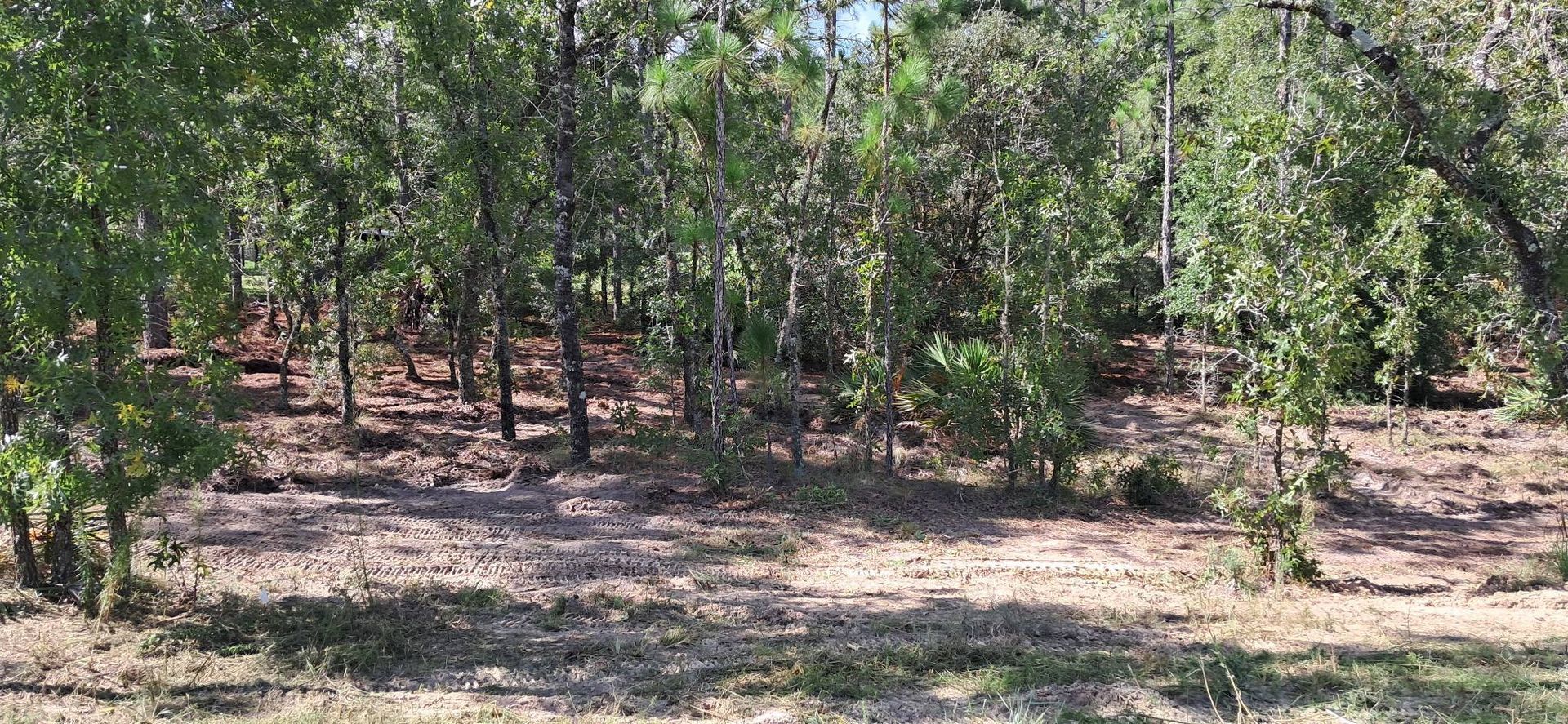 A forest with trees and ground vegetation under a bright sky.