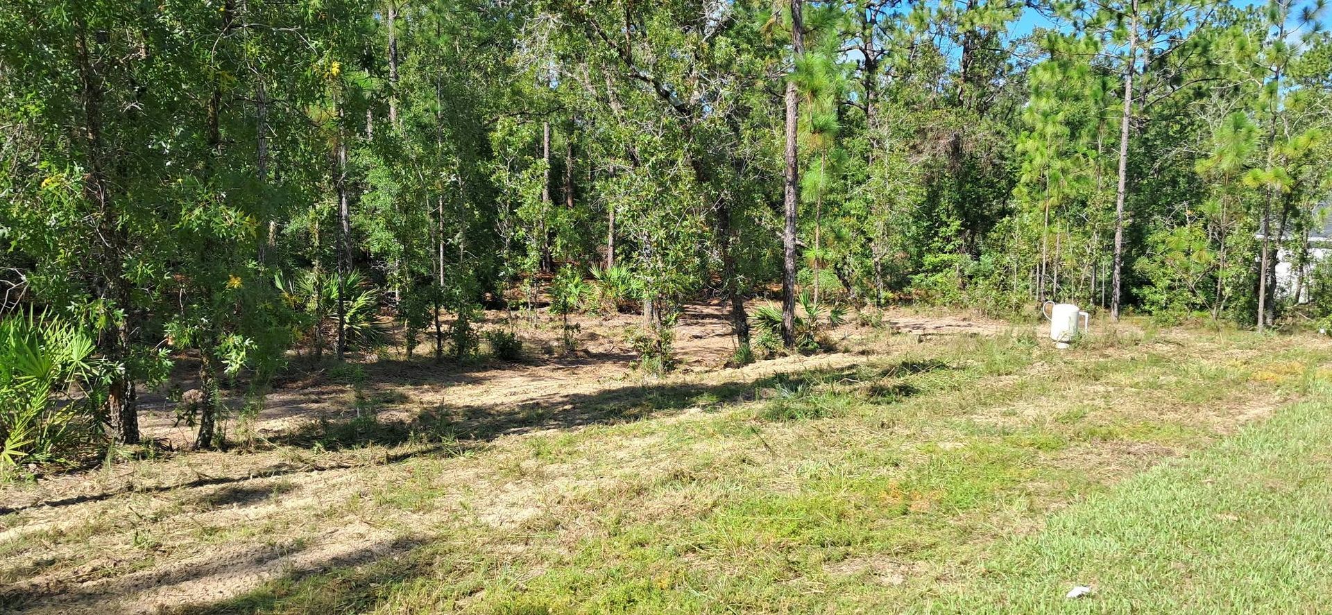 Grassy field with trees in the background. Sunny day.