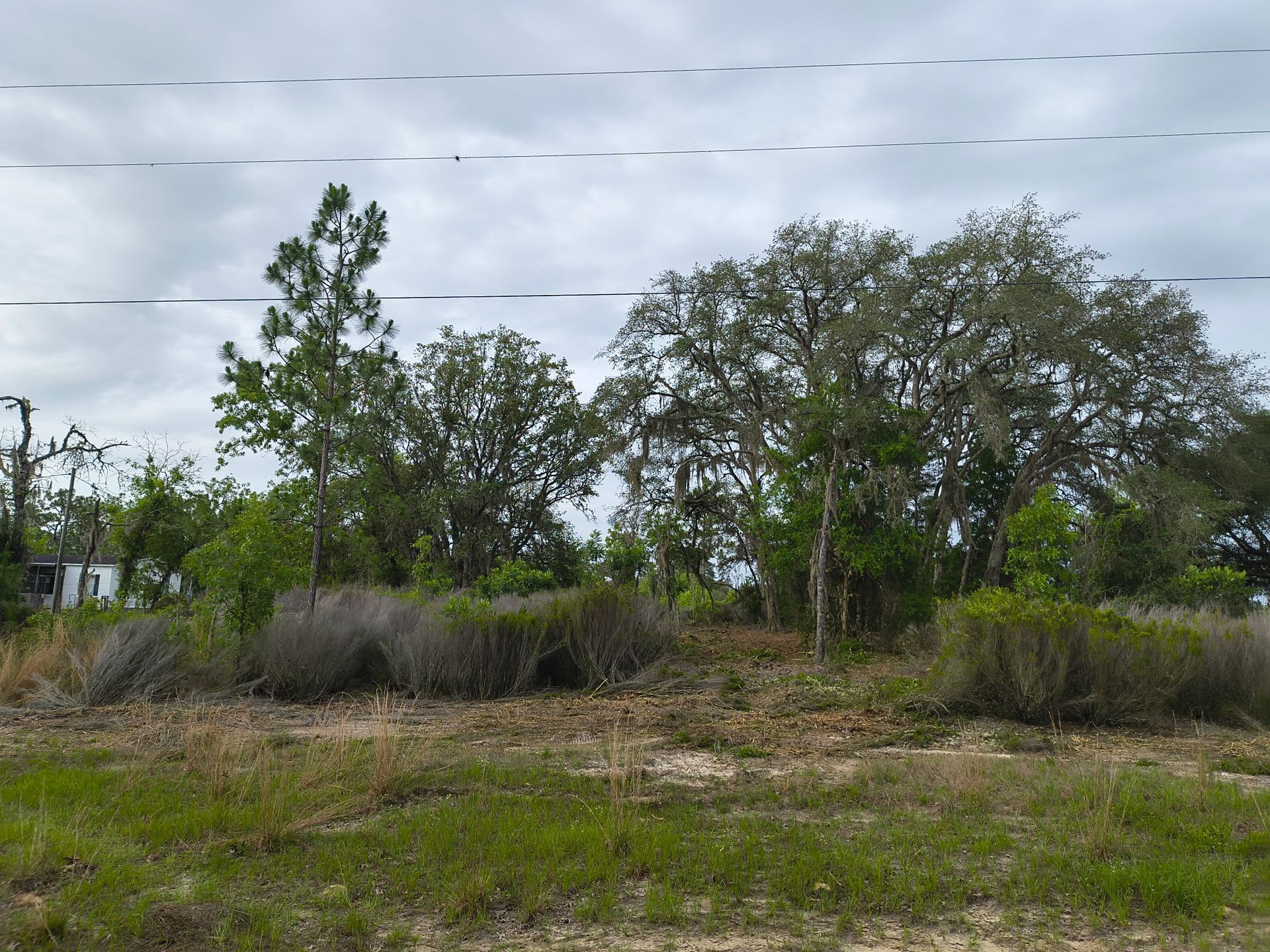 Shrubby field with scattered trees under a cloudy sky