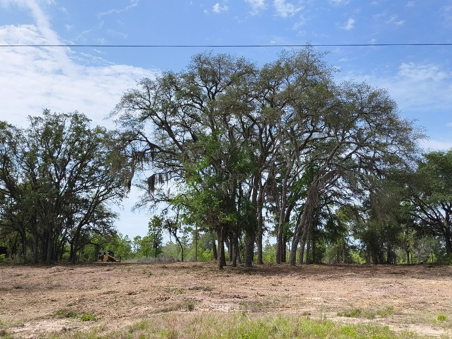 Dry field with scattered trees under a blue sky and power lines.
