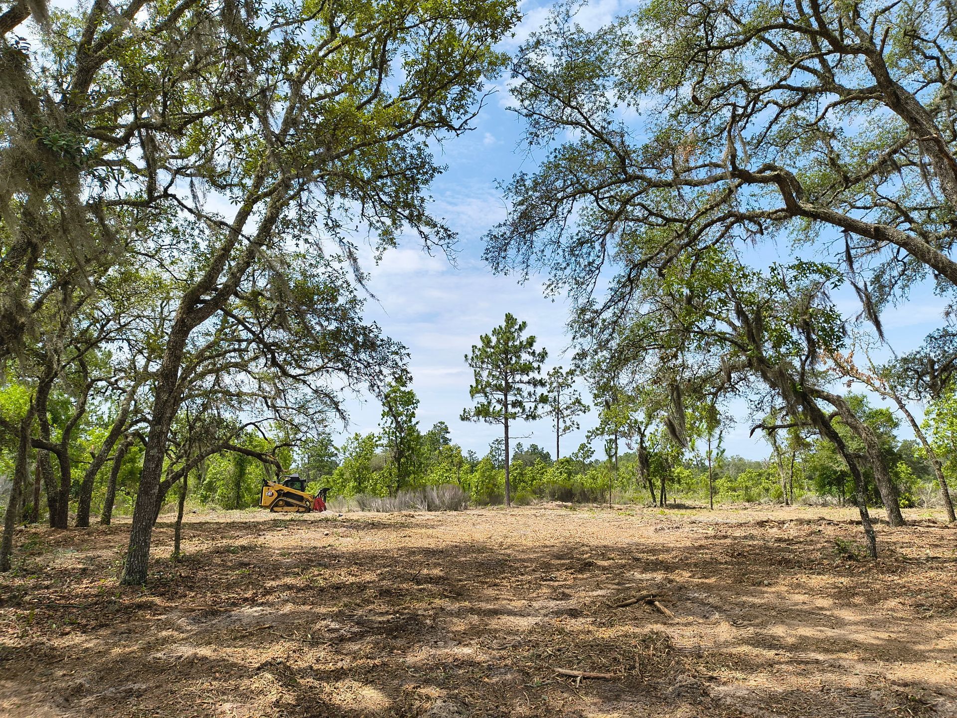 Sunny wooded clearing with dry leaves, scattered trees, and a small yellow excavator in the distance