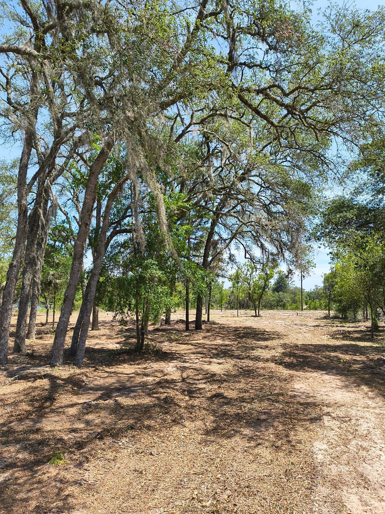 Sparse trees in a dry woodland with brown leaf litter and a dirt path under a blue sky