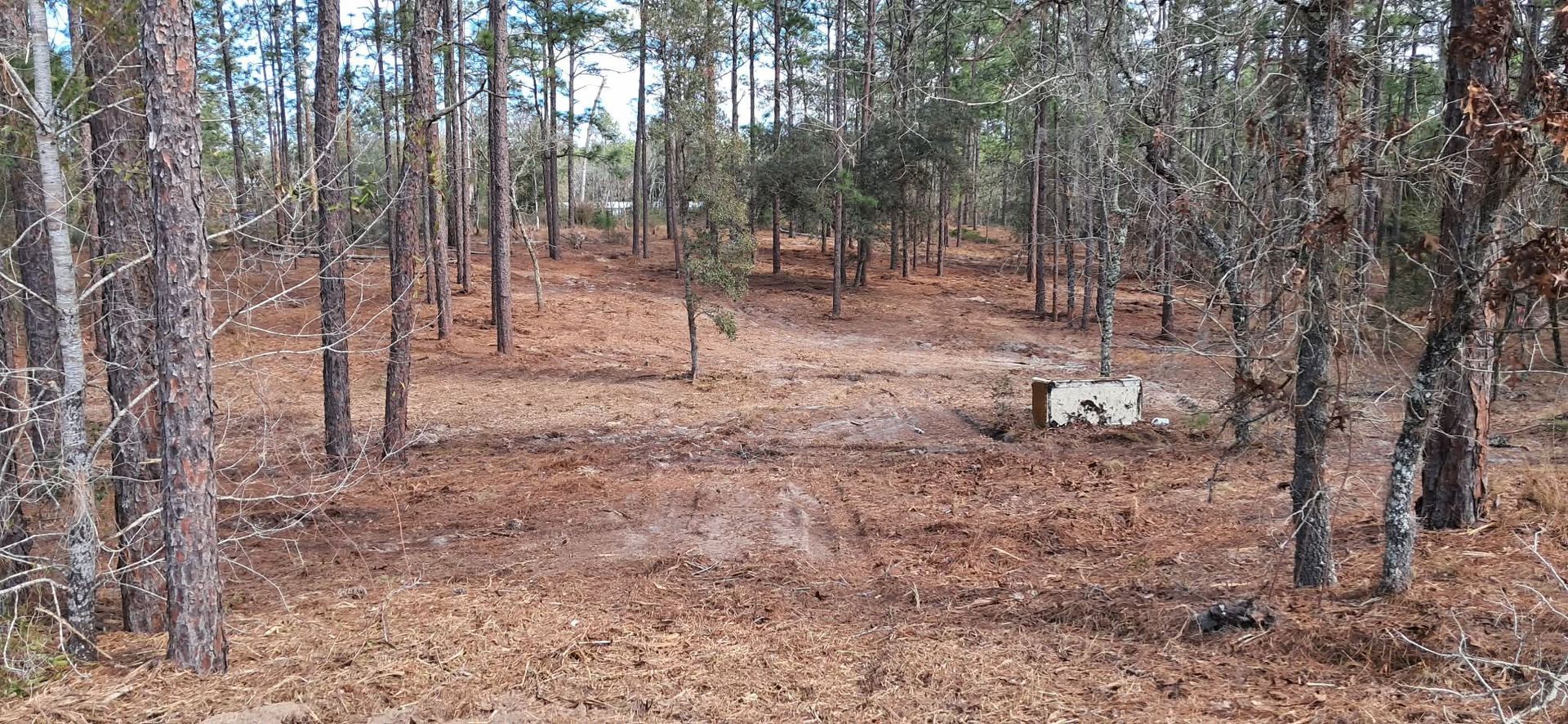 Wooded trail with bare trees and a leaf-covered ground in a quiet forest.