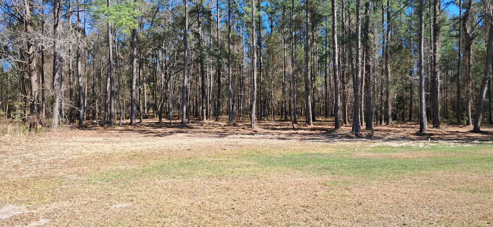 Sunny forest clearing with tall pine trees and dry grass under a clear blue sky