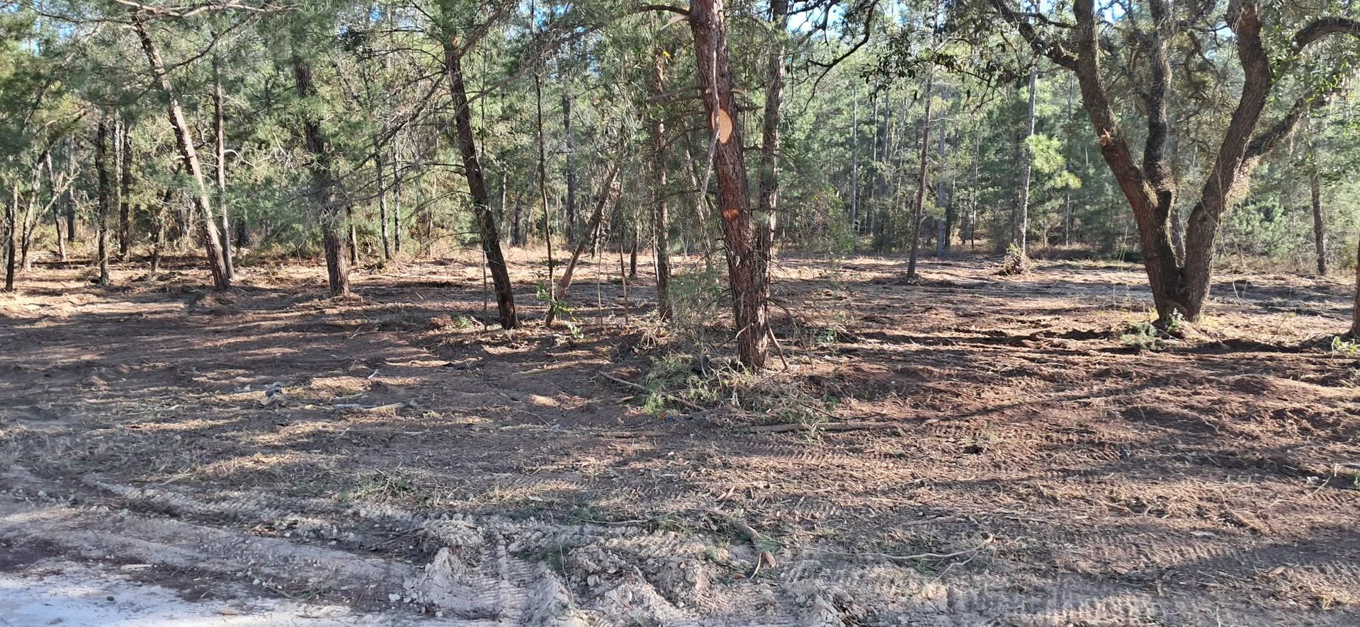 Sparse woodland with scattered trees and dry, leaf-covered ground in sunlight