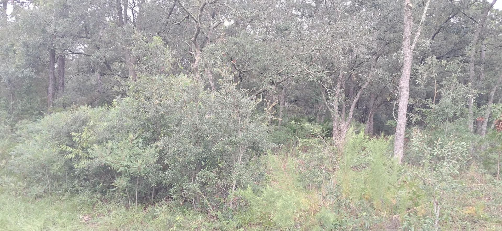 Dense green forest with shrubs and tall trees in a misty, overcast setting