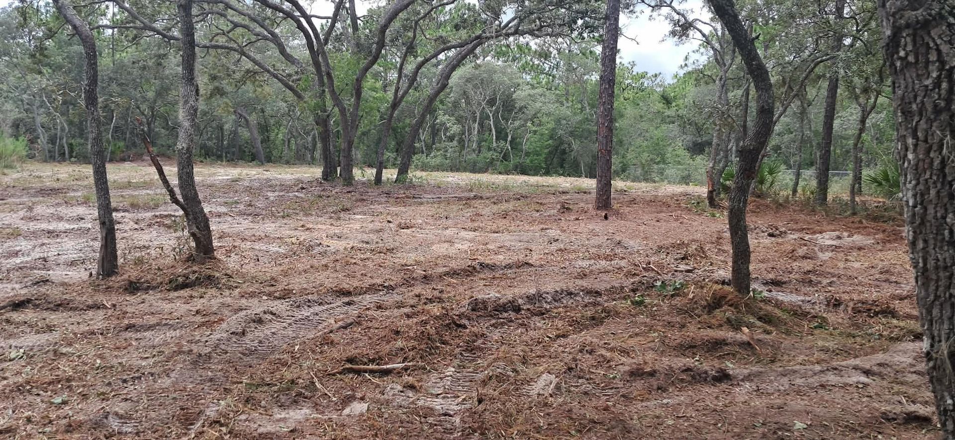Sparse woodland with scattered trees and dry brown ground cover