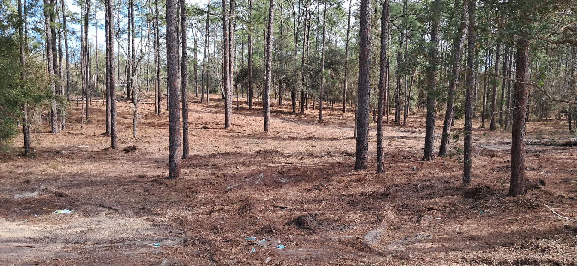 Sparse pine forest with tall trees and dry brown ground cover in bright daylight