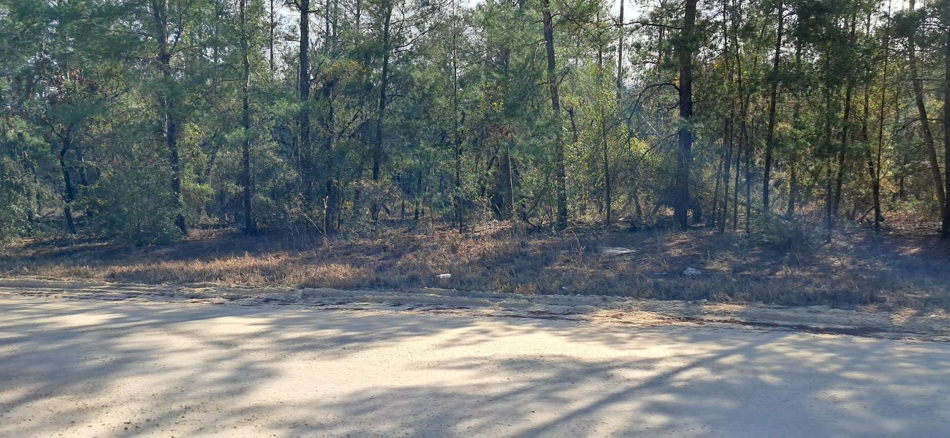 Wooded roadside with tall trees and dry leaves behind a sunlit dirt shoulder
