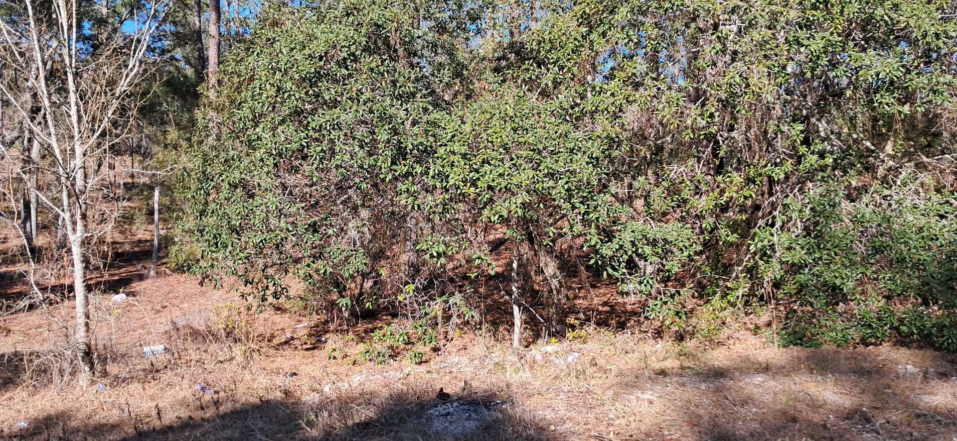 Wooded roadside with dense green shrubs, bare trees, and dry ground in sunlight