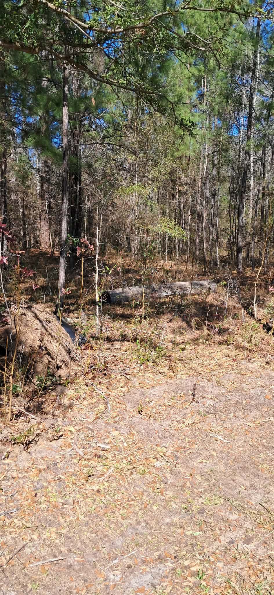 Sunny forest trail with dry leaves, surrounded by trees and brush