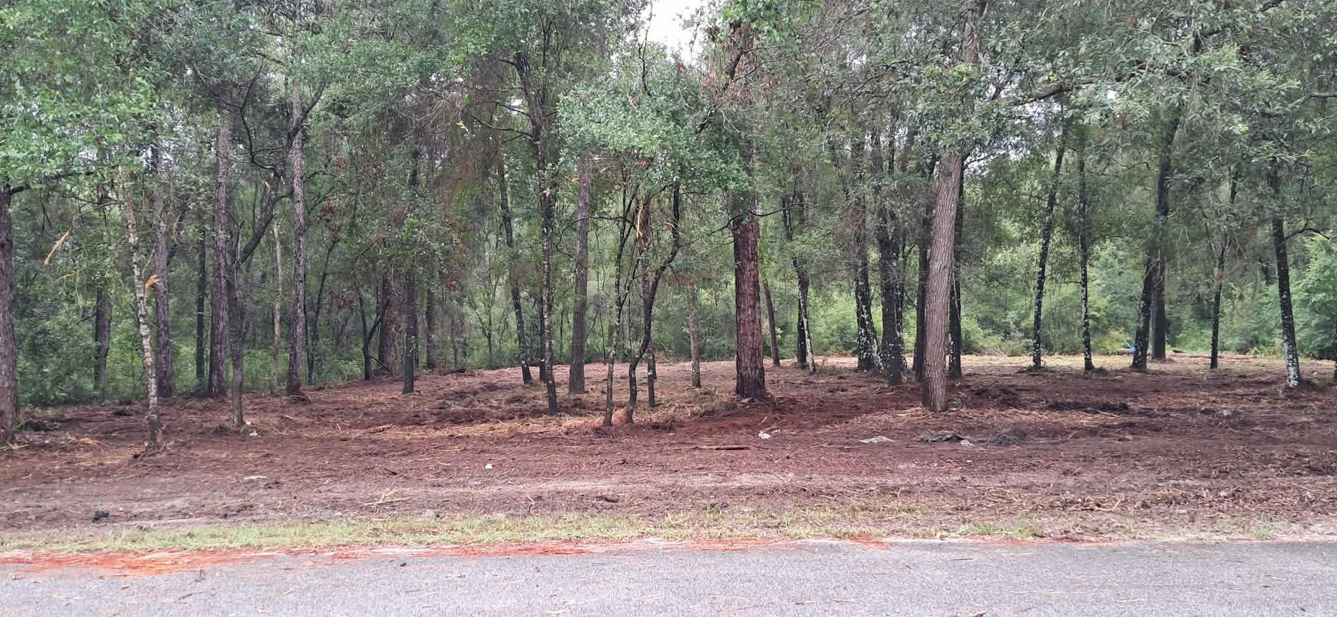 Wooded roadside with tall trees, dry ground, and a paved road in the foreground