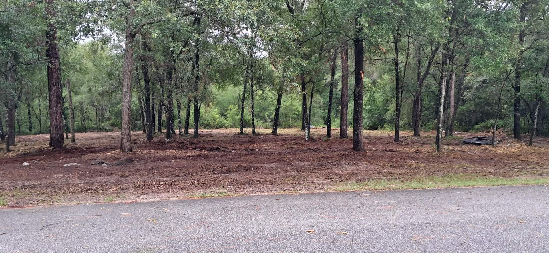 Wooded roadside with tall trees, brown ground cover, and a gravel shoulder