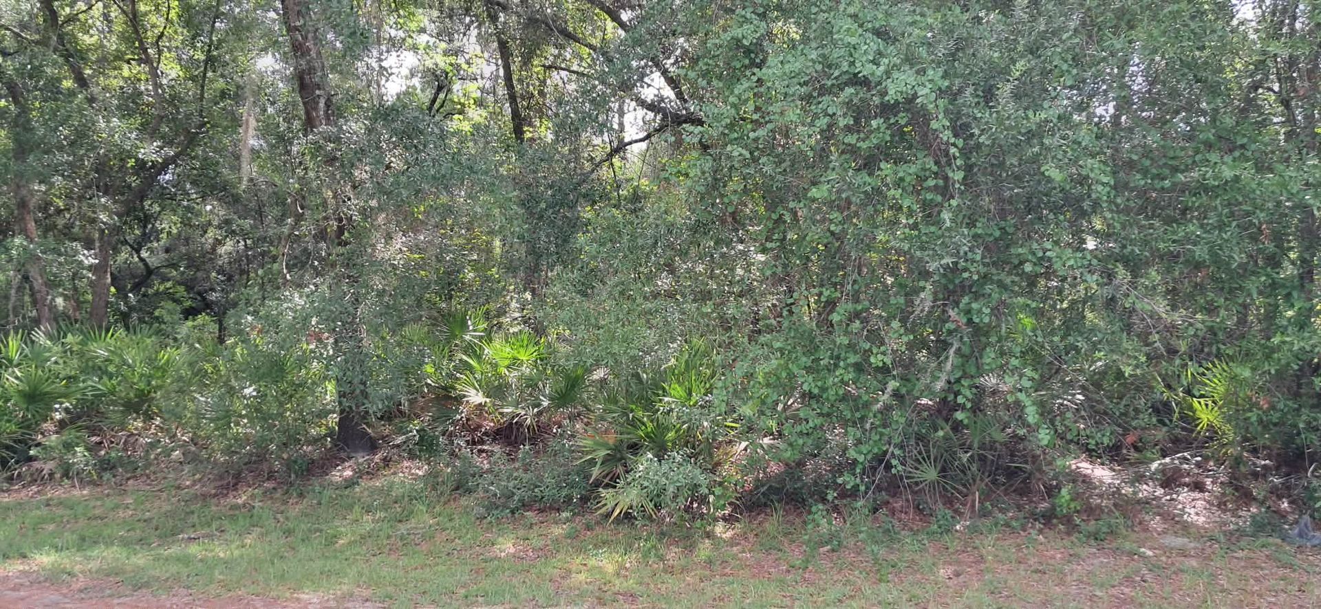 Dense green wooded area with low bushes and trees along a grassy roadside