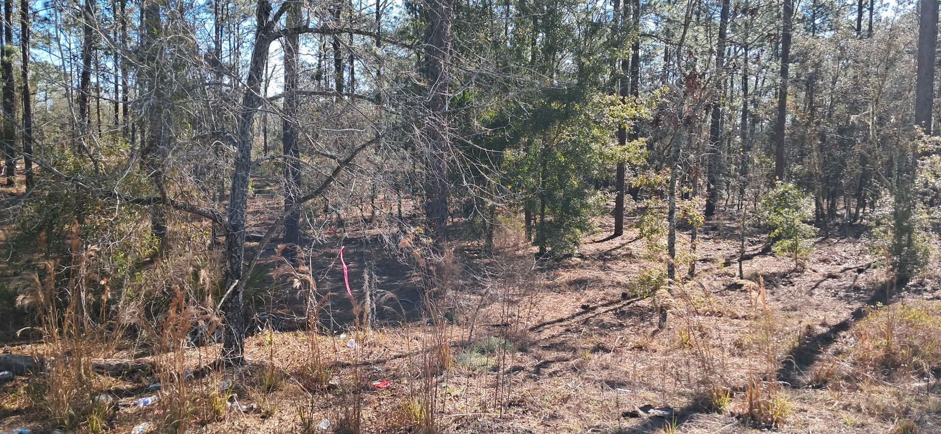 Sparse woodland with leafless trees, dry undergrowth, and sunlight on a forest floor.