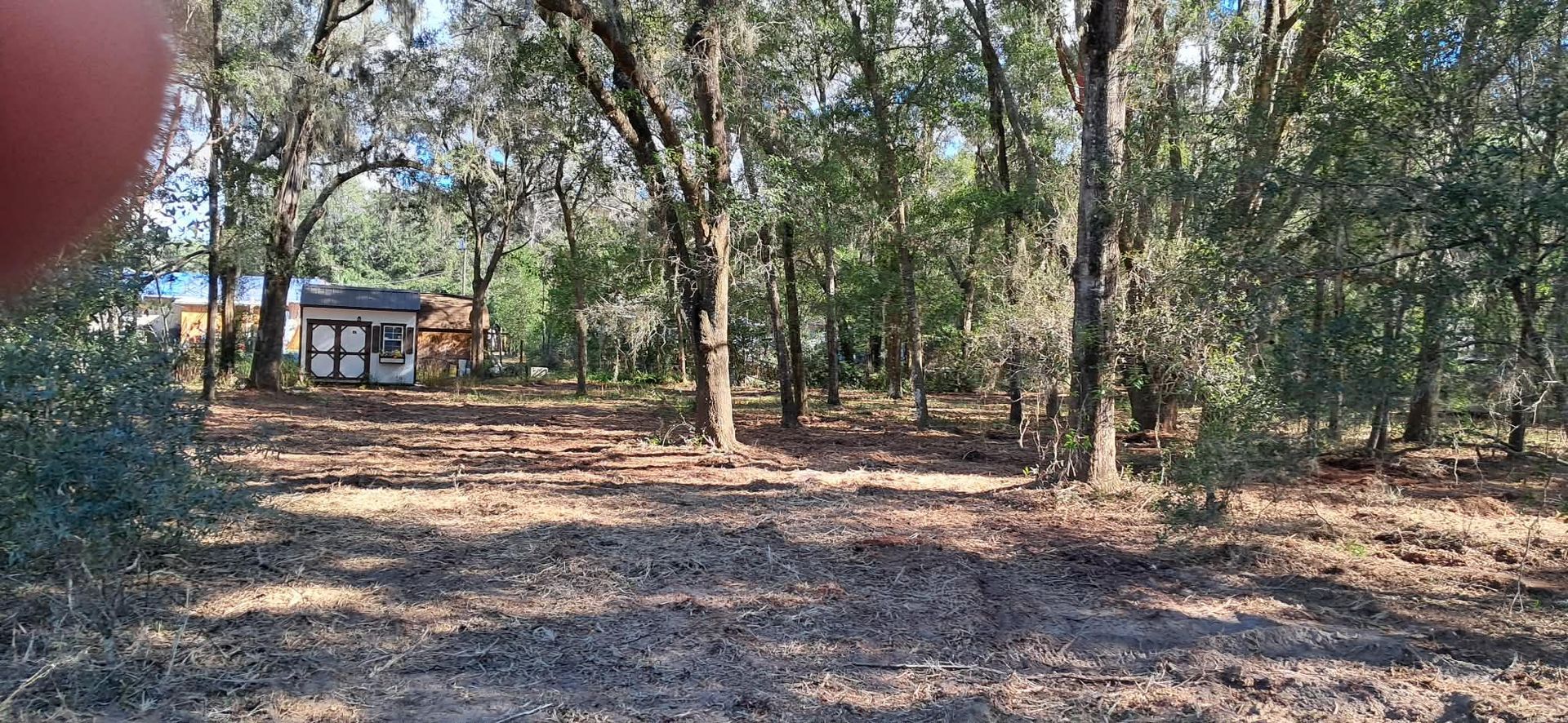 Trees and dry undergrowth in a wooded area, with a small building visible in the distance.