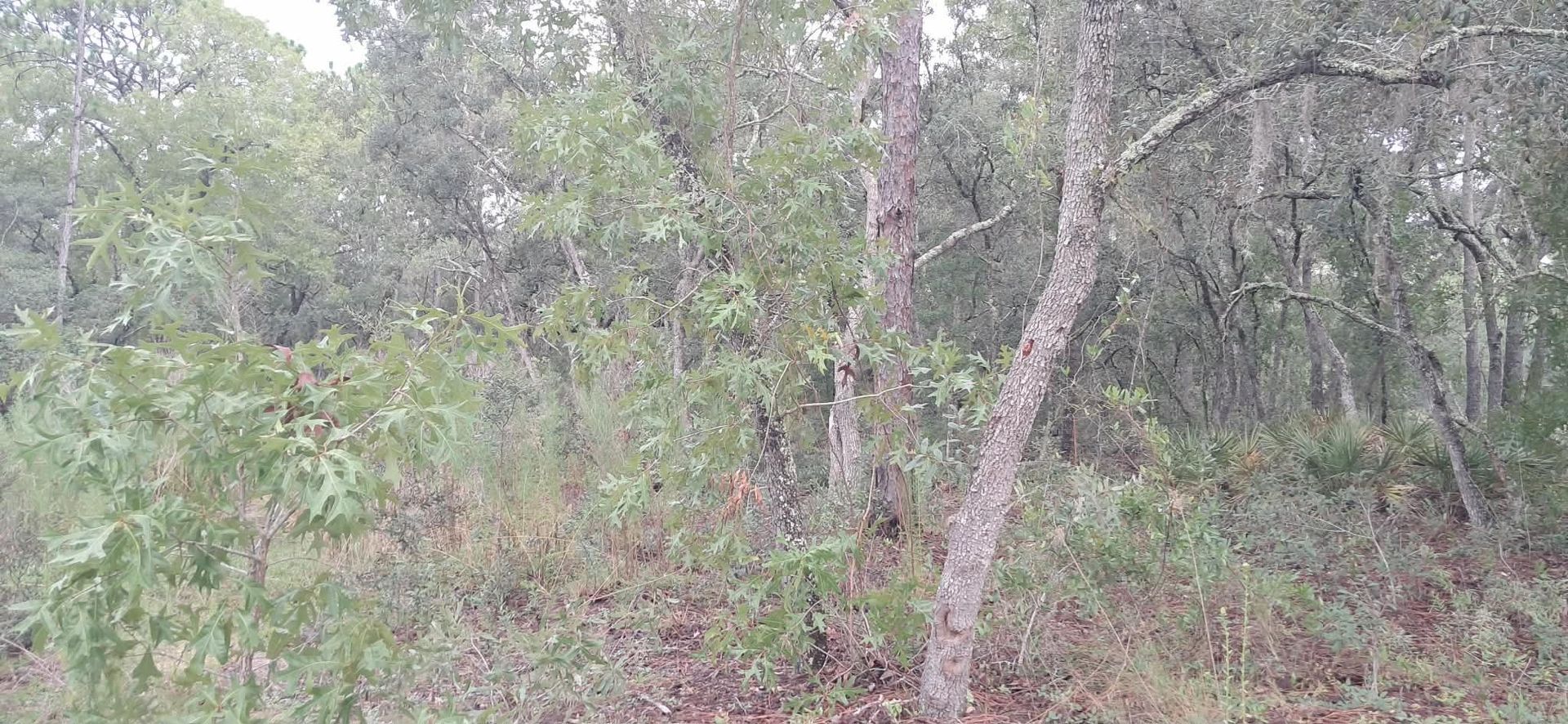 Dense woodland with tangled trees, green foliage, and a leaning trunk on a forest floor