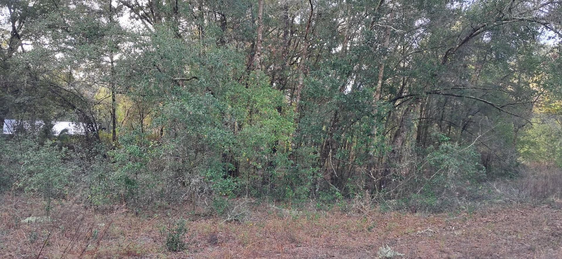 View of a wooded area with trees and bushes in the foreground and a car barely visible in the distance.