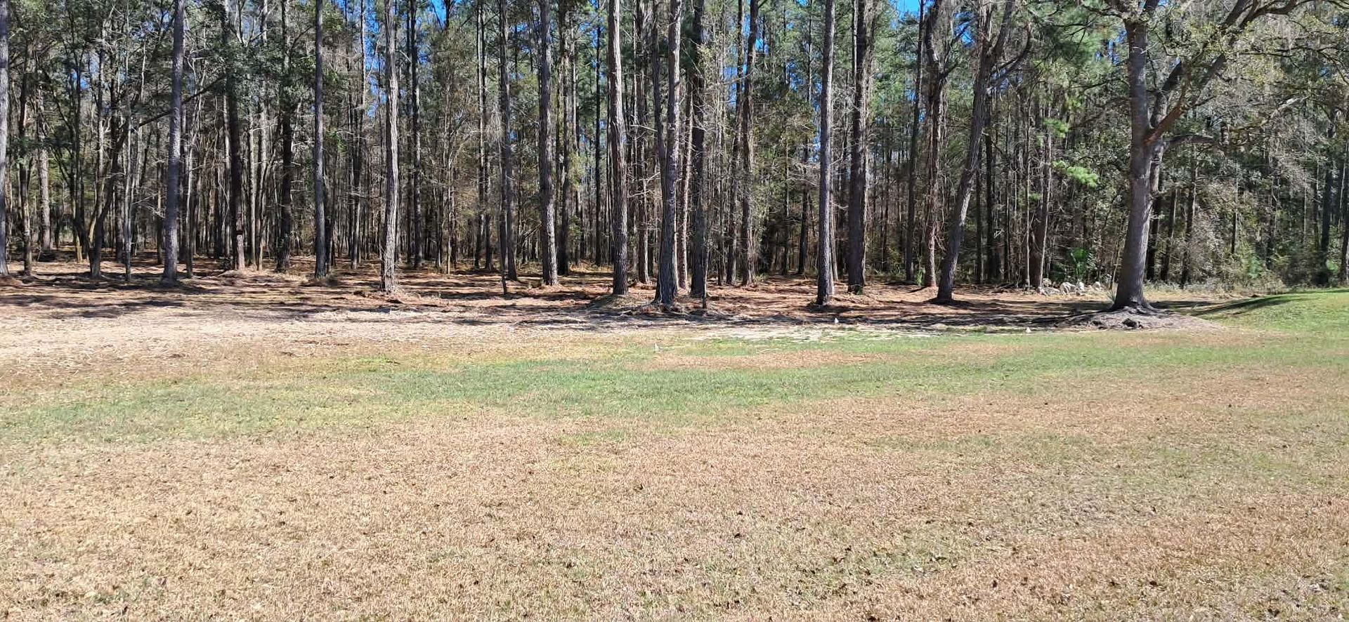 Open grassy field bordered by tall pine trees under a clear sky