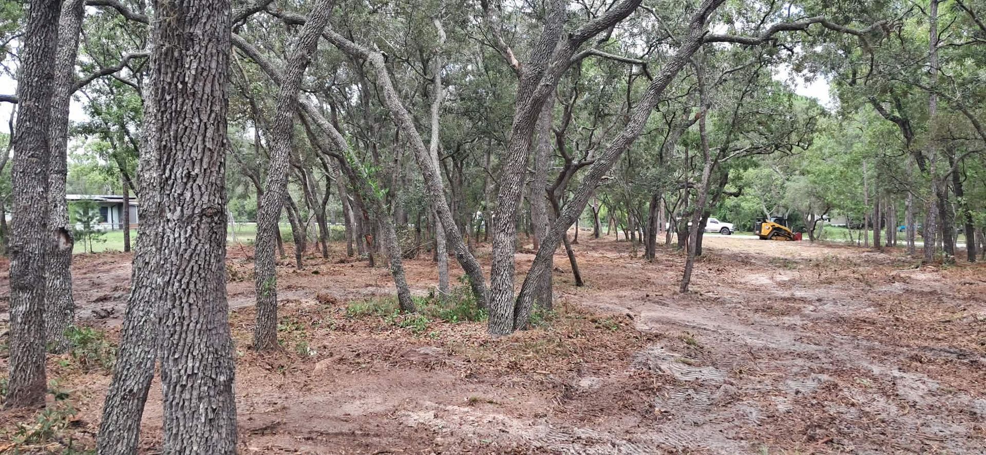 Wooded area with scattered trees and dry leaf-covered ground, with a yellow vehicle in the distance