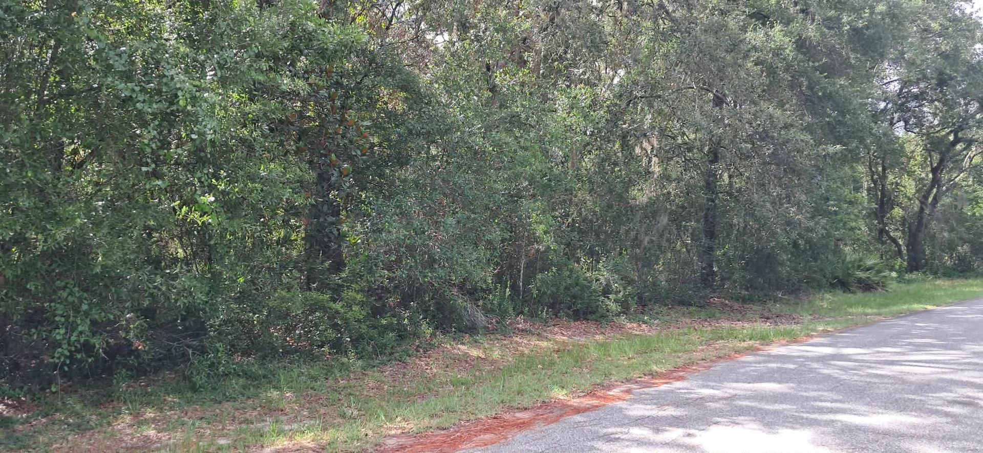 Tree-lined roadside with dense green foliage beside a paved road