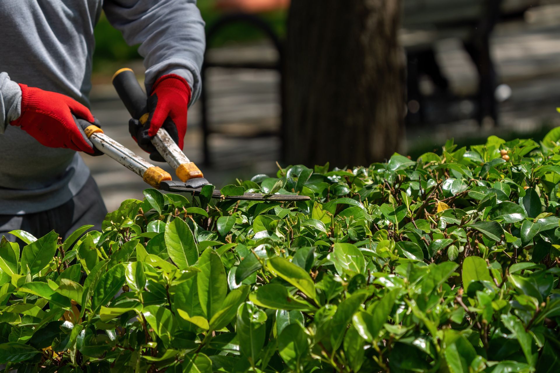 Person pruning green bushes with hedge shears in a garden, wearing red gloves. Person pruning green bushes with hedge shears in a garden, wearing red gloves.