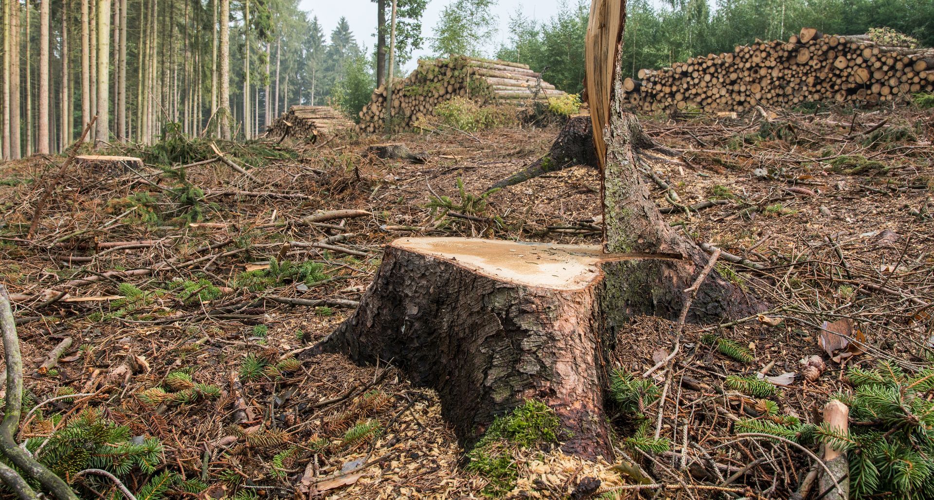 Tree stump in a logged forest with cut branches and tall trees in the background