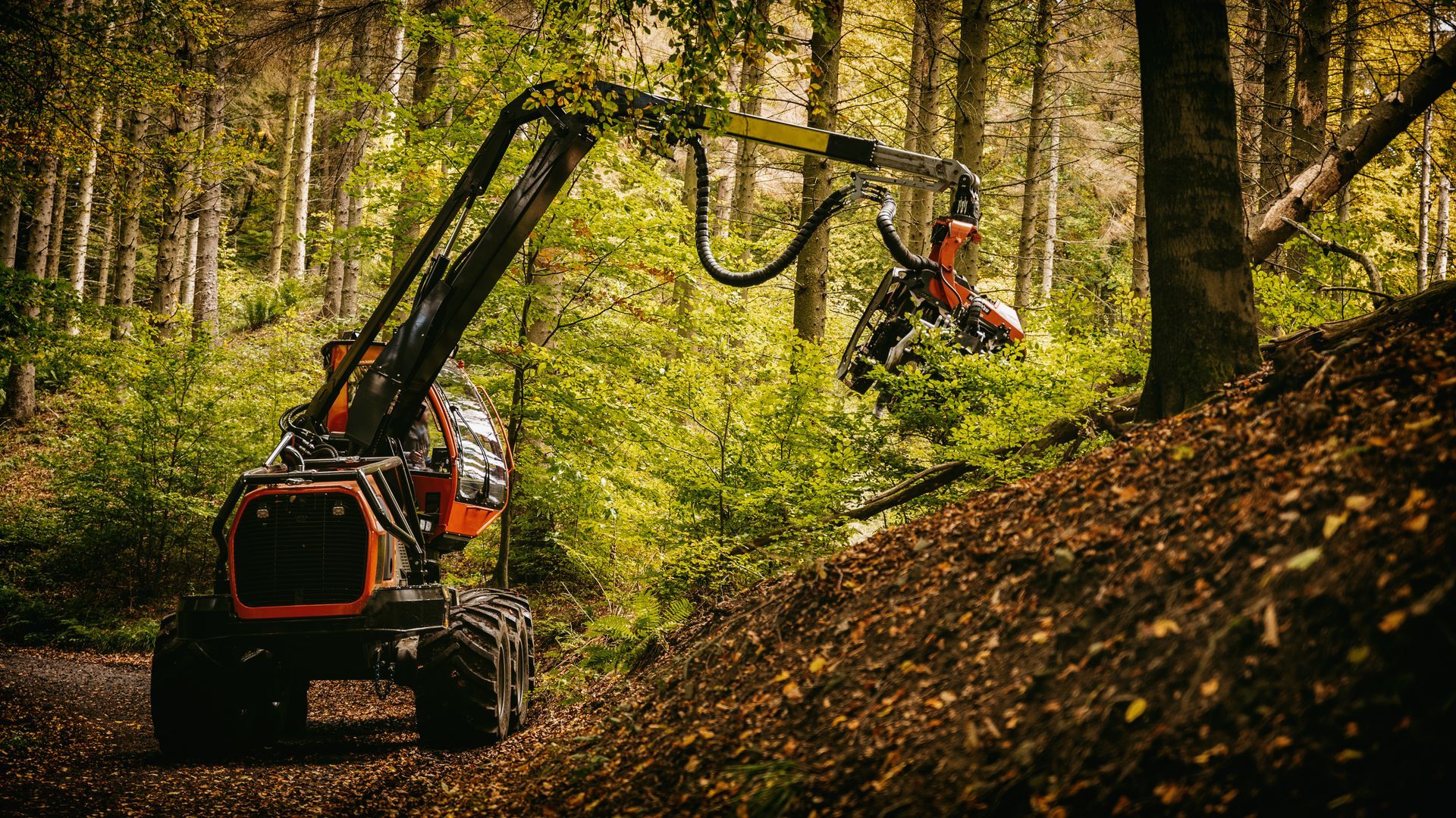 Forestry machine clearing a wooded hillside with an extended arm in a sunlit forest Forestry machine clearing a wooded hillside with an extended arm in a sunlit forest