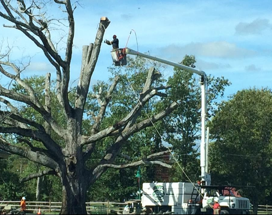 Workers trimming a large tree with a bucket truck and crane in a roadside area