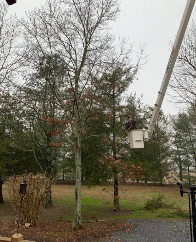 Bucket lift near bare trees in a wooded yard on a cloudy day Bucket lift near bare trees in a wooded yard on a cloudy day