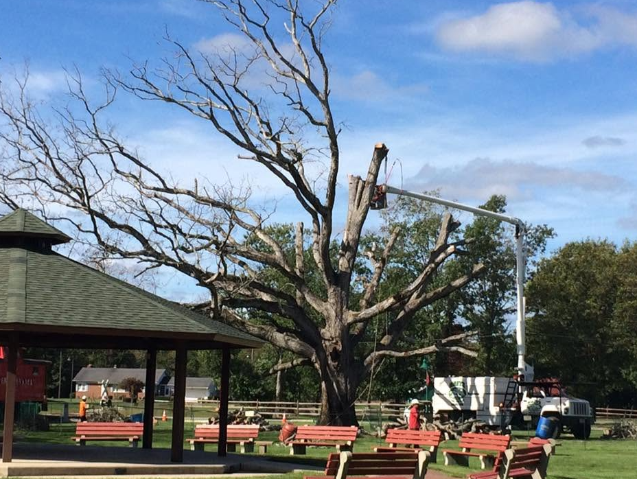 Leafless tree in a park with benches, blue sky, and a gazebo nearby
