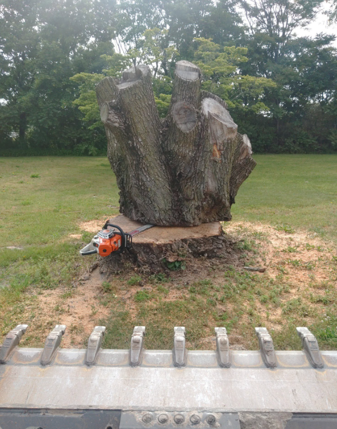 Tree stump with a chainsaw at its base on a grassy lawn, with a concrete barrier in the foreground.