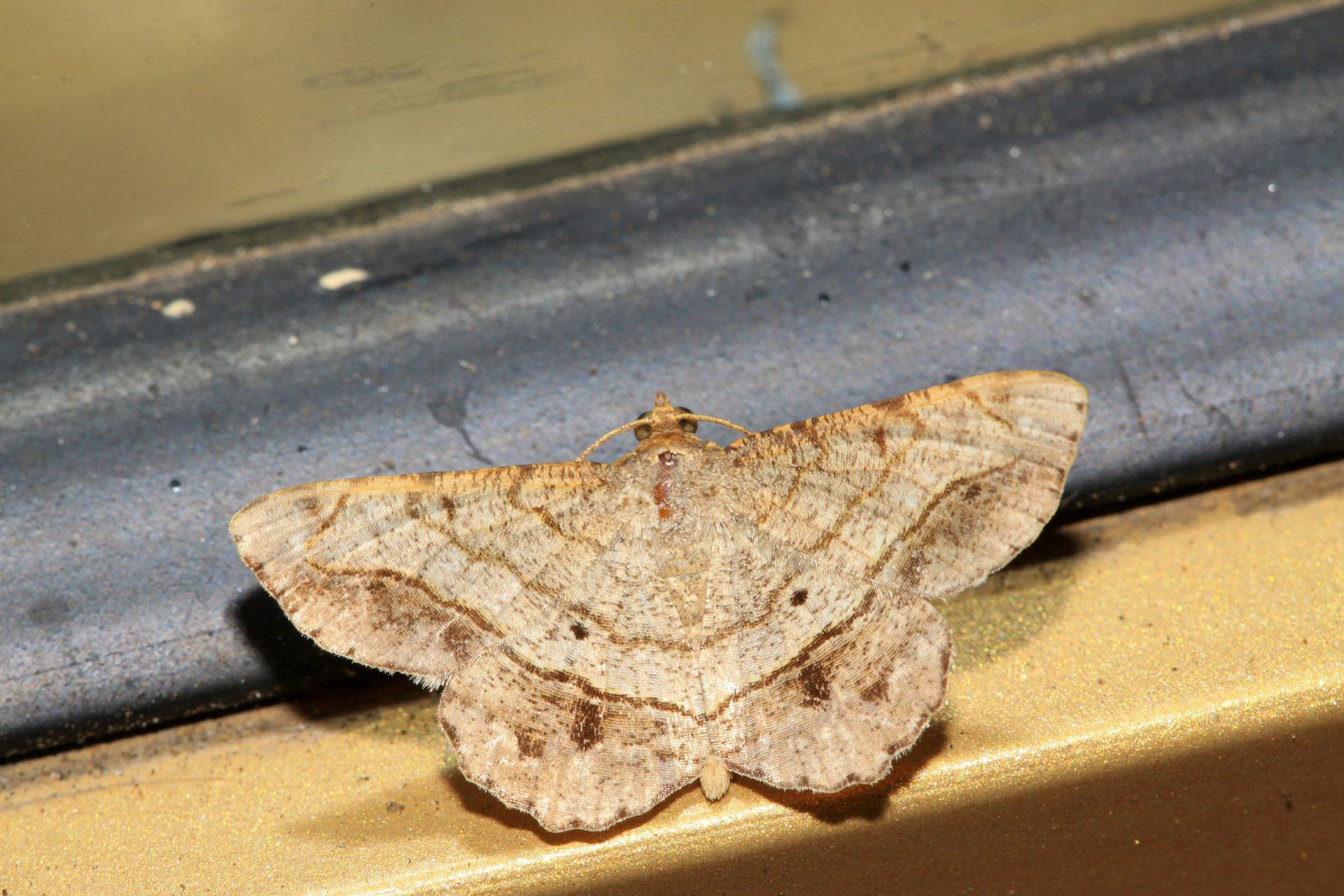 Moth Control in Red Deer, AB