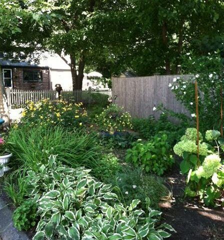 Lush backyard garden with hostas, flowers, and a wooden fence under leafy trees