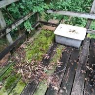 A wooden deck covered in green moss, debris, and fallen leaves with a plastic storage bin sitting in the corner.